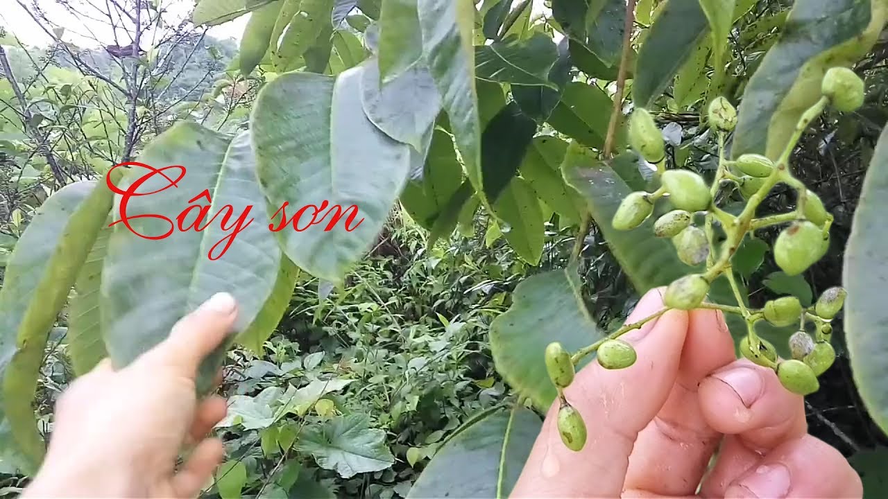 Dị ứng cây sơn độc - Hình ảnh minh họa